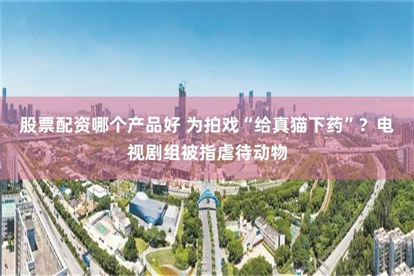 股票配资哪个产品好 为拍戏“给真猫下药”？电视剧组被指虐待动物
