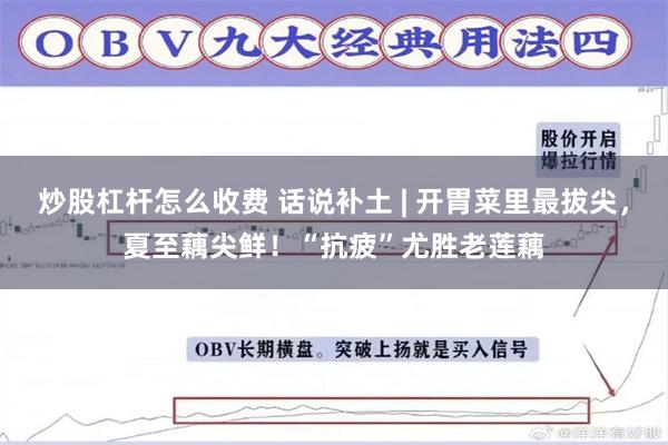 炒股杠杆怎么收费 话说补土 | 开胃菜里最拔尖，夏至藕尖鲜！“抗疲”尤胜老莲藕